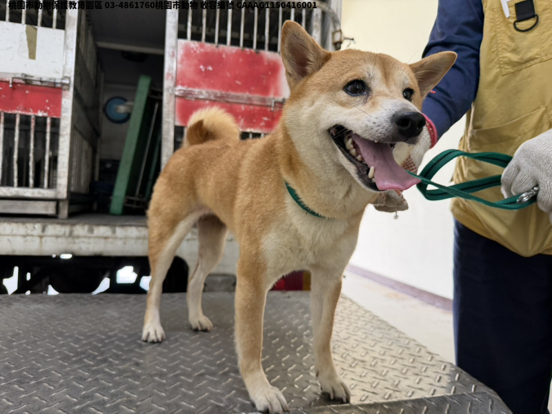 領養中型黃色公犬