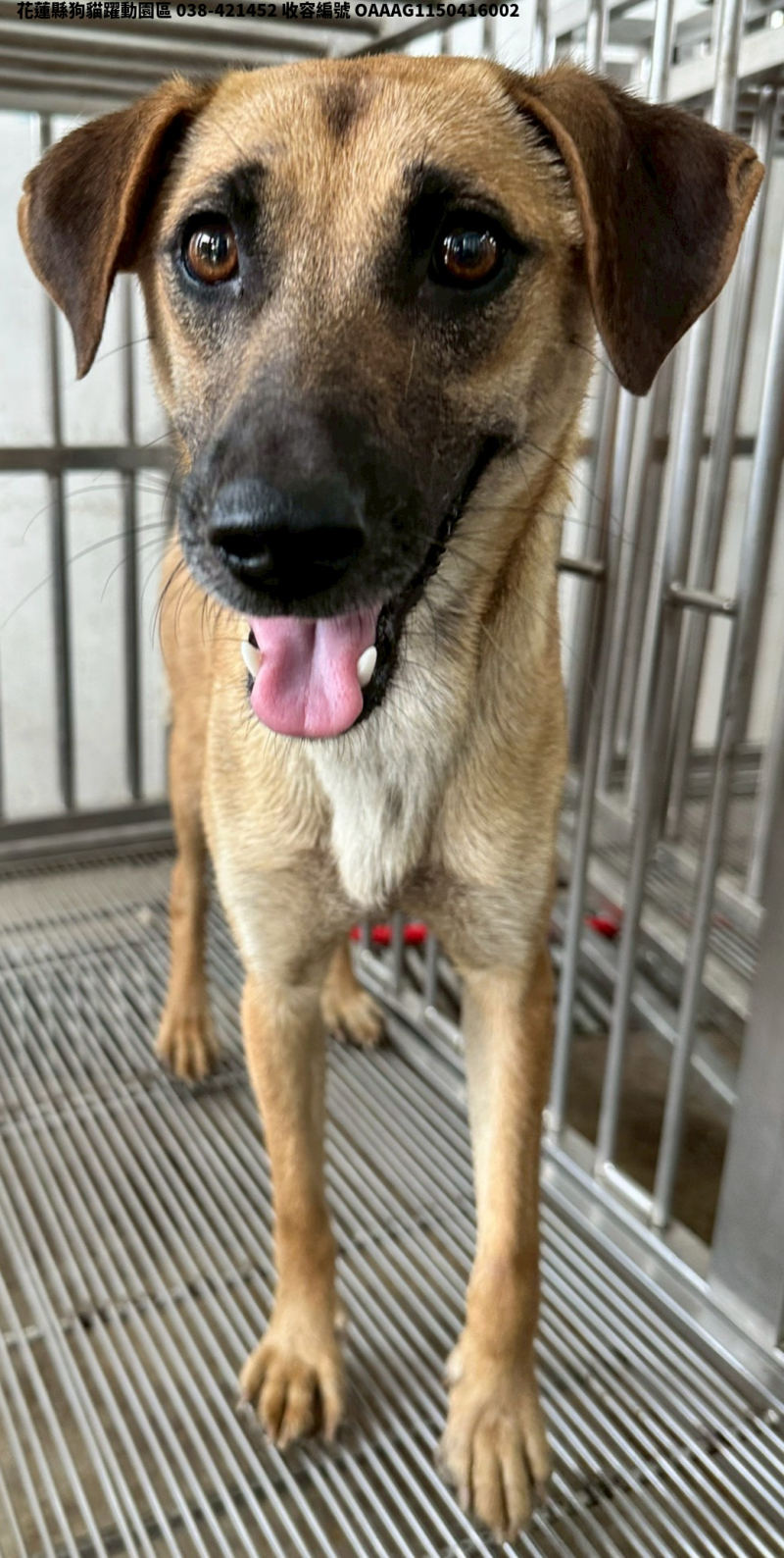 領養中型黃色母犬