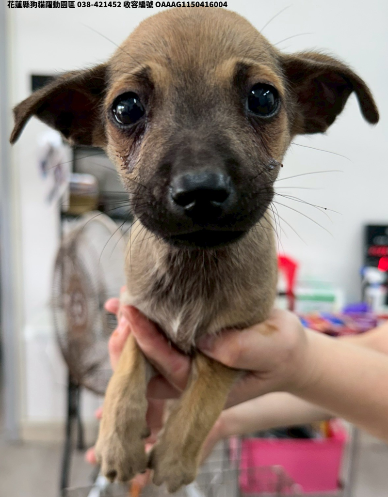 領養中型棕色公犬