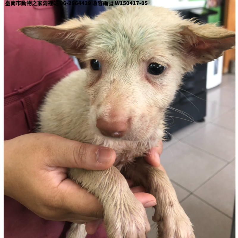 領養小型白色公犬