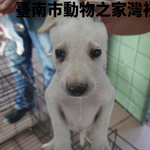 領養小型白色母犬