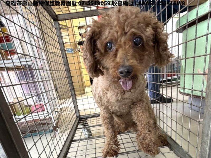 領養小型黃色公犬