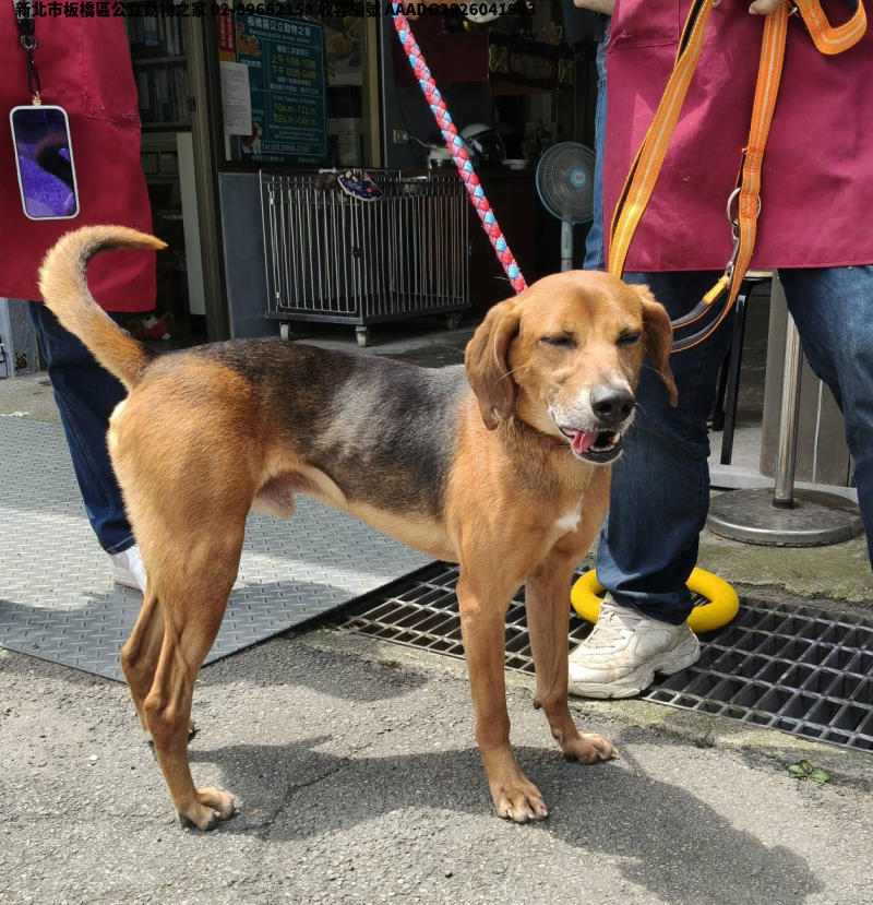 領養中型黑黃色公犬