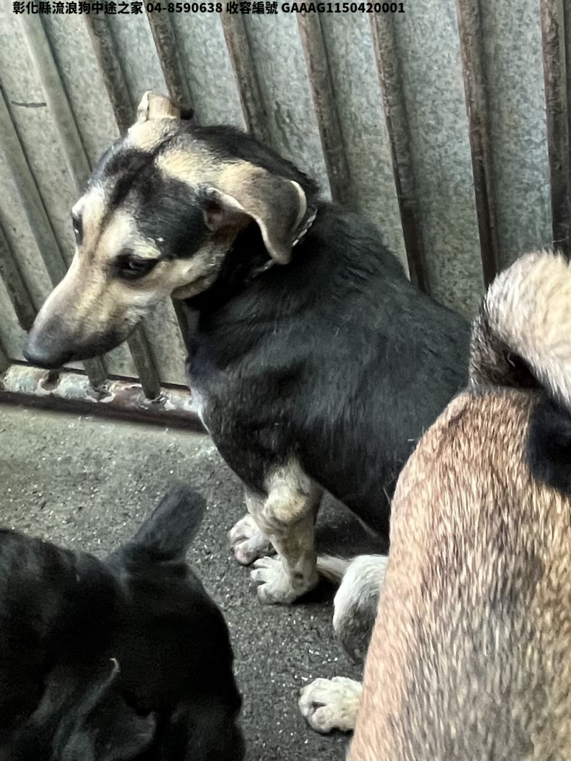 領養中型黑黃色公犬