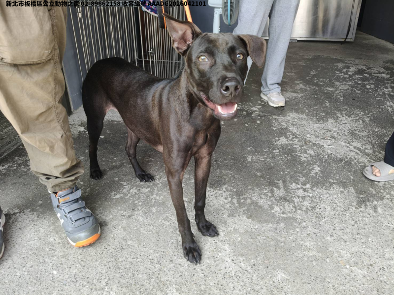 領養中型黑色公犬