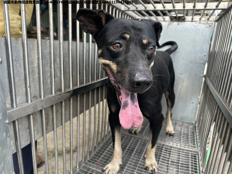 領養中型黑黃色公犬
