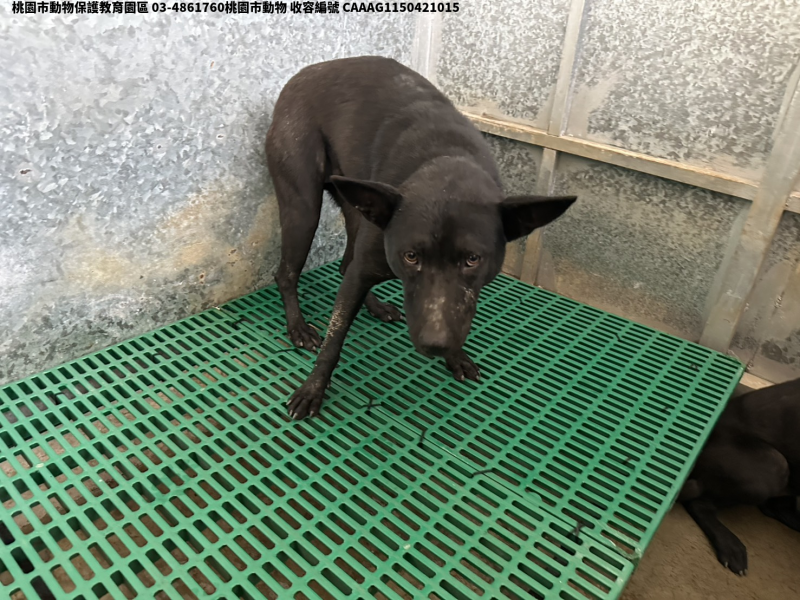 領養大型黑色母犬