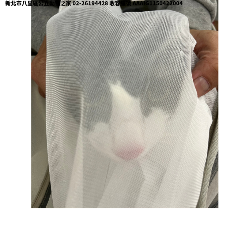 領養小型黑白色公貓