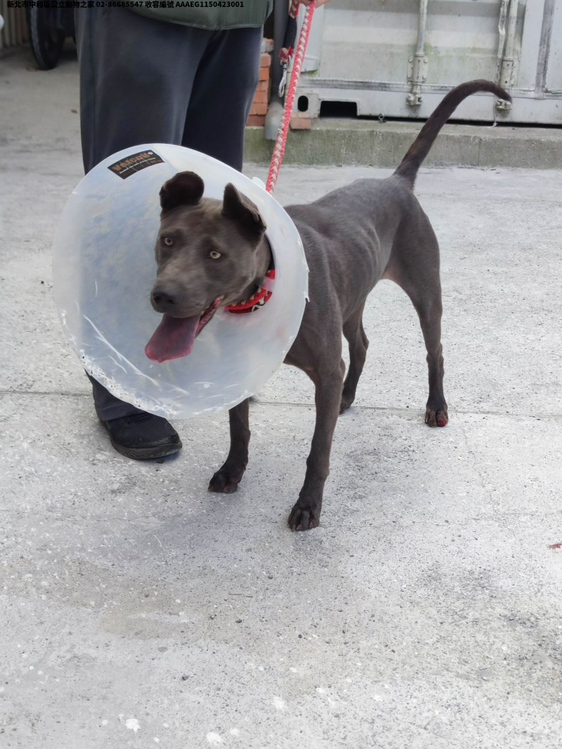 領養大型黑色母犬