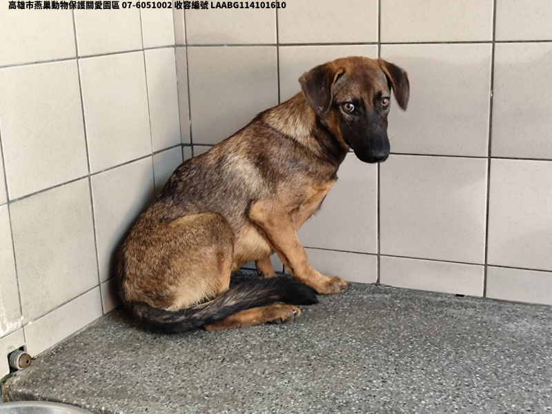 領養大型黃色公犬