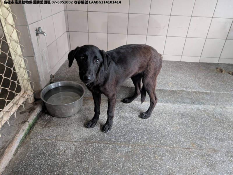 領養大型黑色公犬
