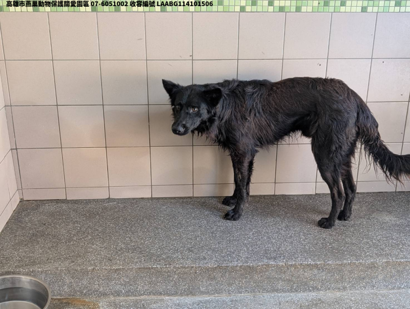 領養大型黑色公犬