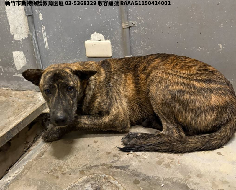 領養中型虎斑色公犬