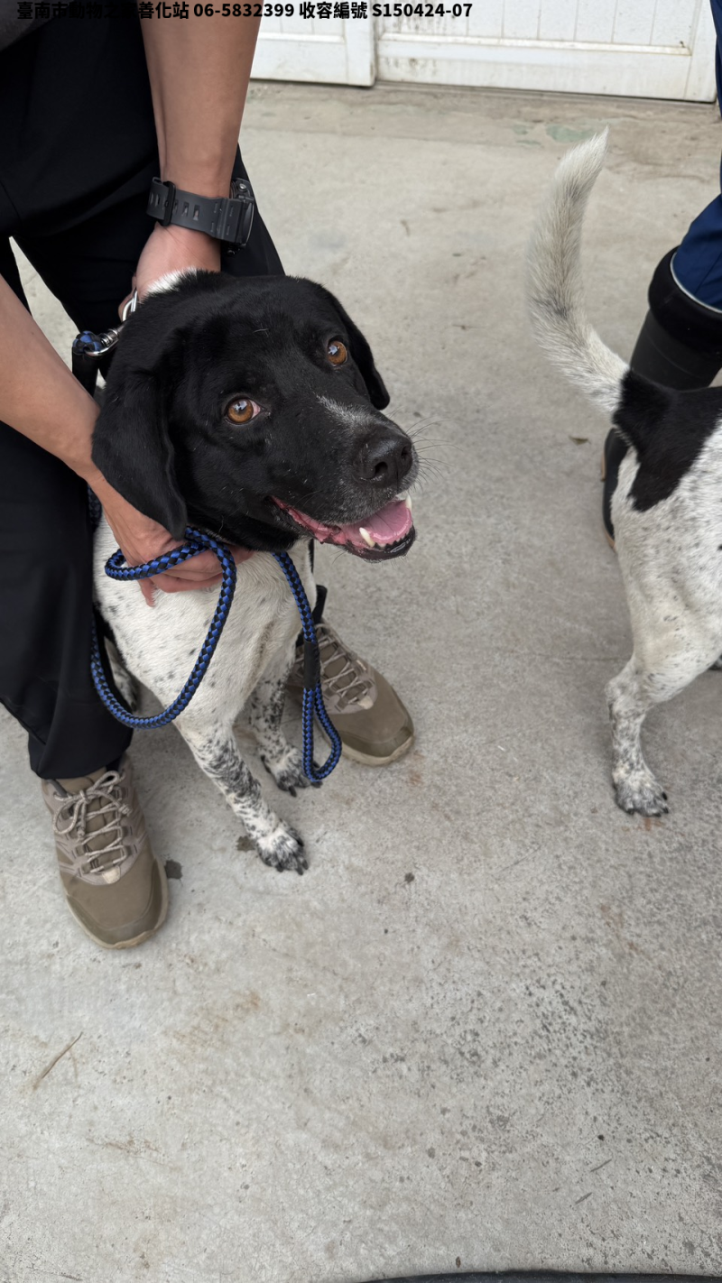 領養中型黑白色公犬