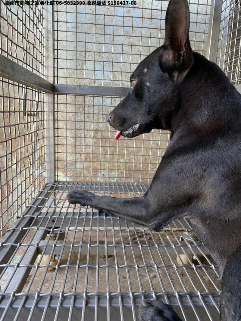 領養中型黑色母犬