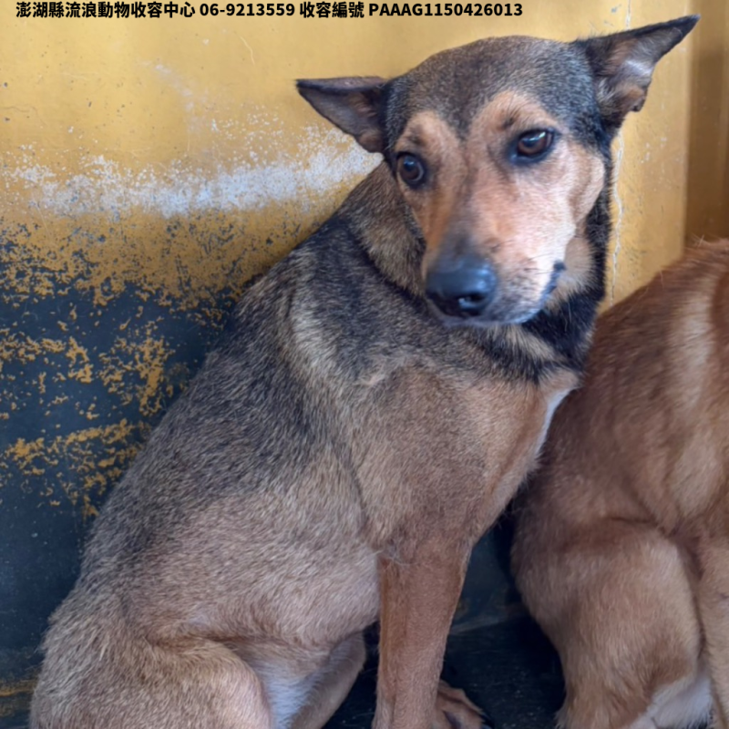 領養大型黑黃色母犬