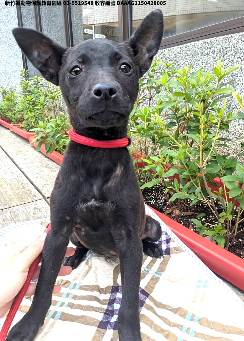 領養小型黑色母犬