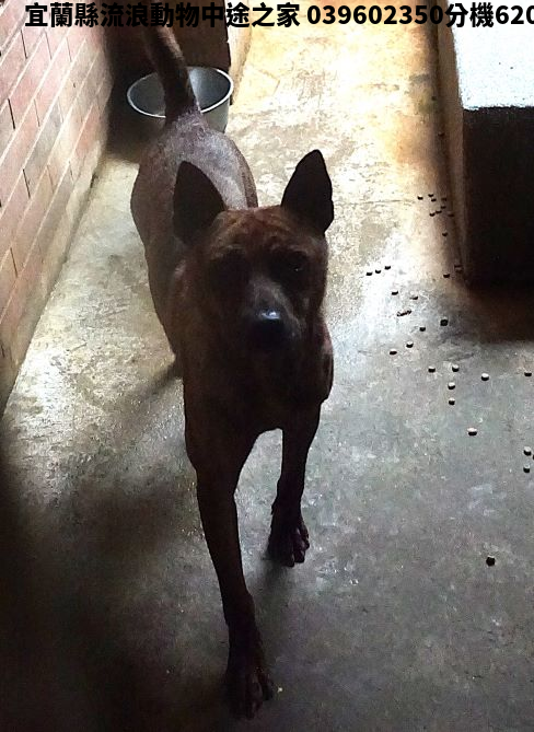 領養大型虎斑色公犬