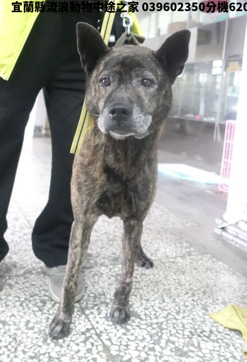 領養大型虎斑色公犬