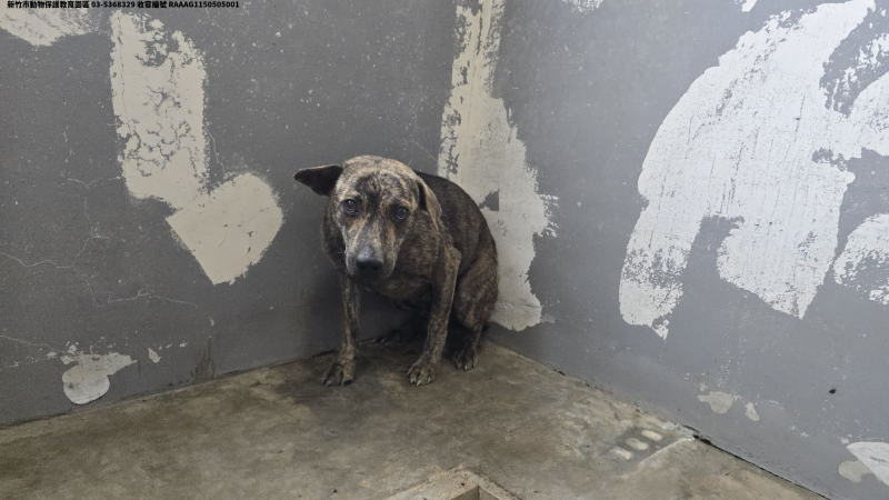 領養中型虎斑色母犬