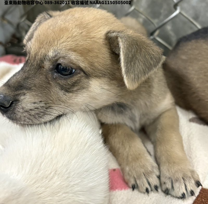 領養小型棕灰色母犬