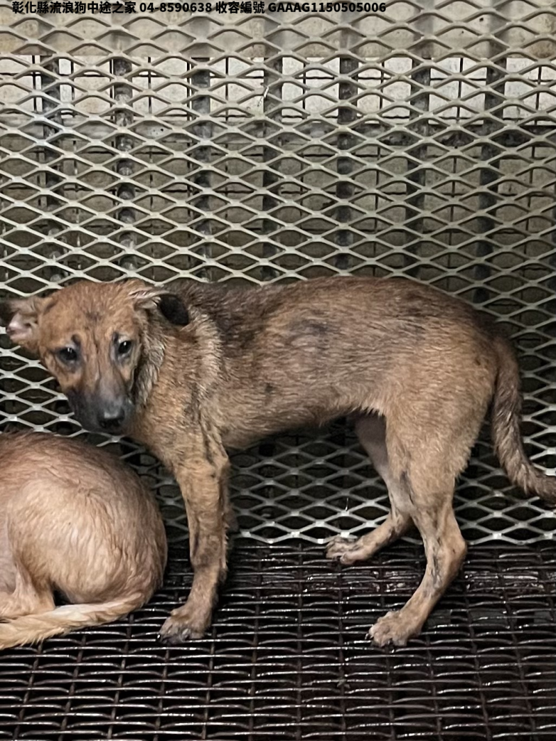 領養小型虎斑色母犬