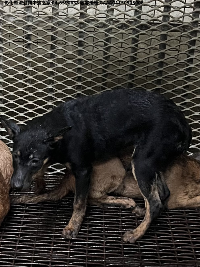 領養小型黑黃色母犬