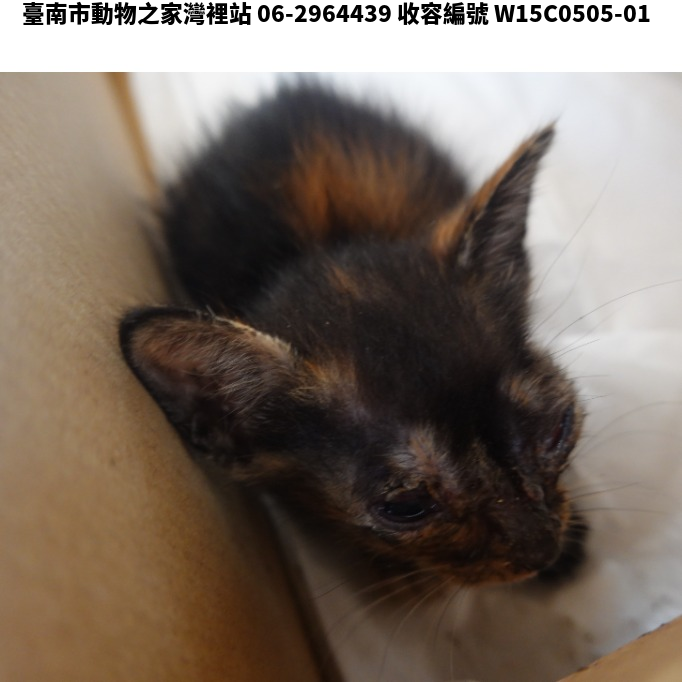 領養中型虎斑色公貓