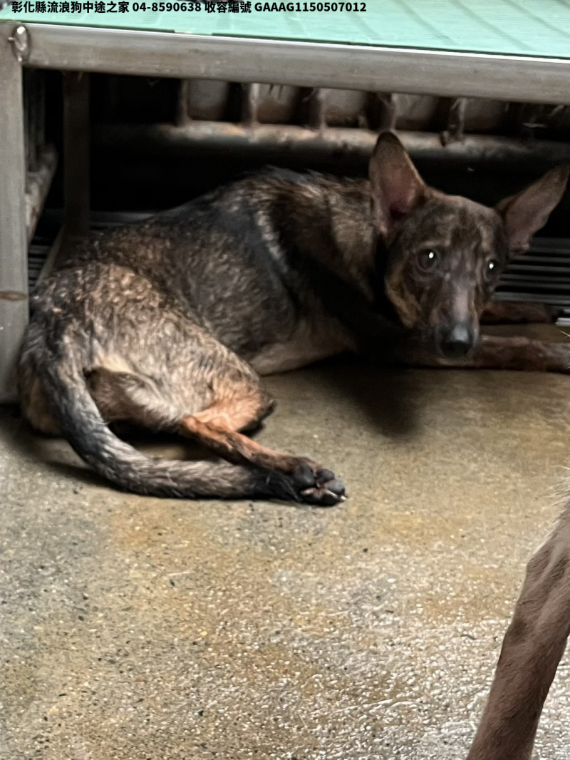 領養中型黑黃色母犬