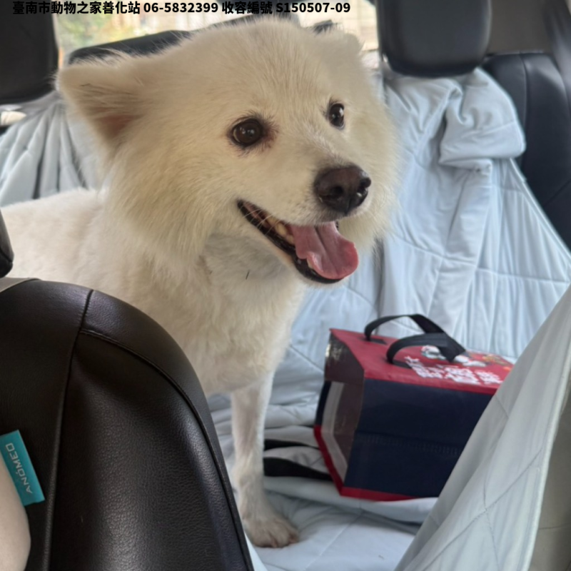 領養中型白色公犬