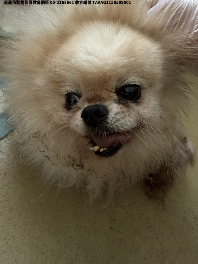 領養小型白色公犬