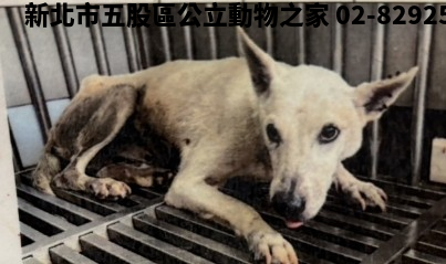 領養中型白色公犬