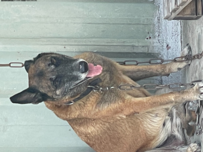 領養大型黑黃色母犬