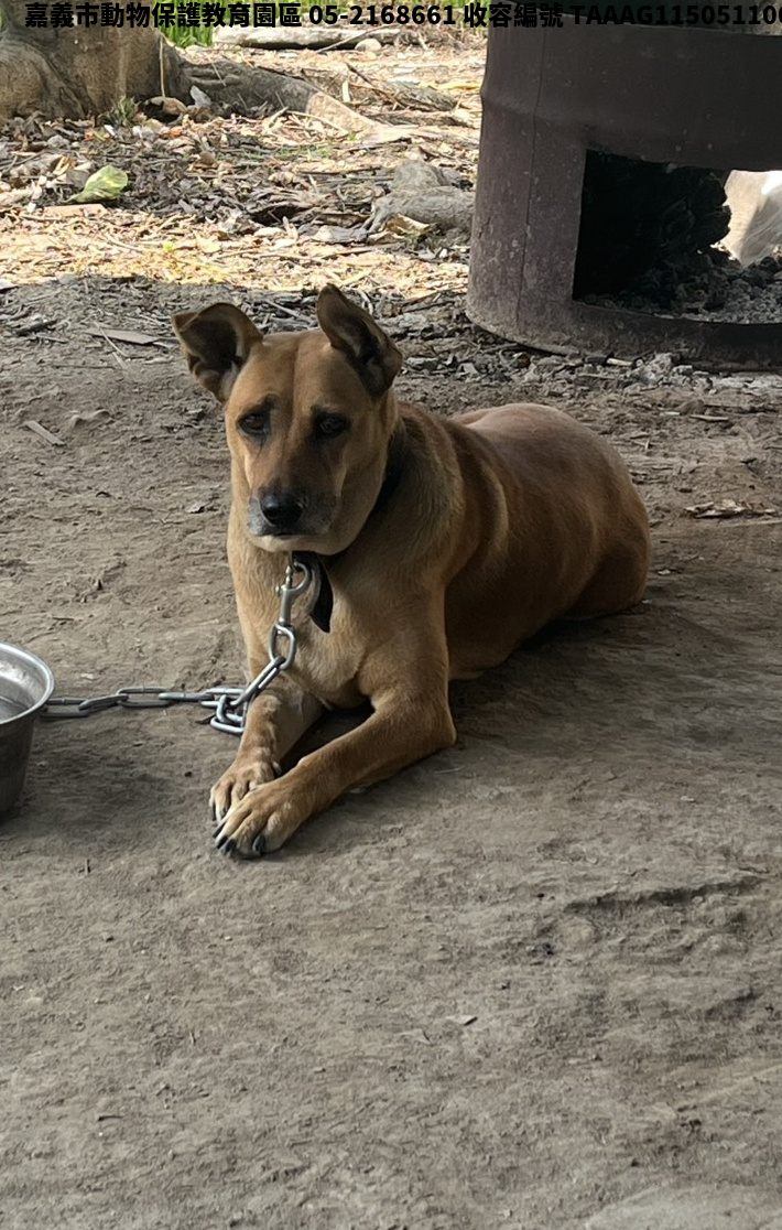 領養中型黃色母犬