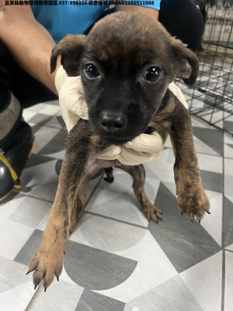 領養小型虎斑色母犬