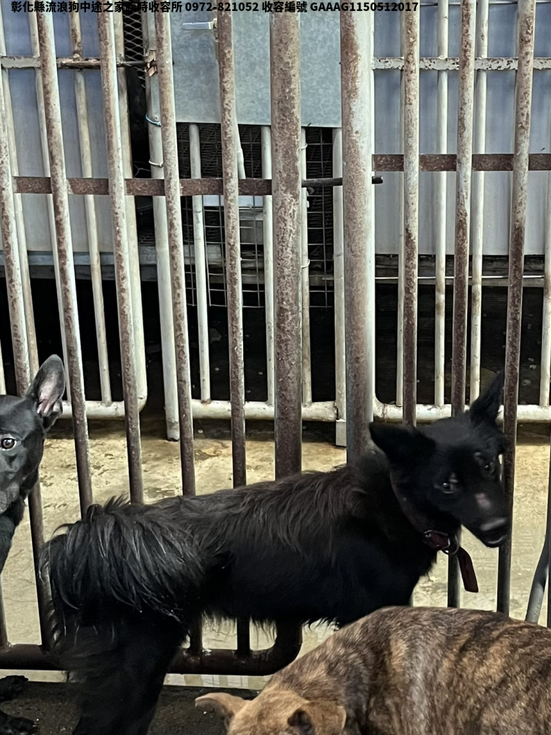 領養中型黑色母犬