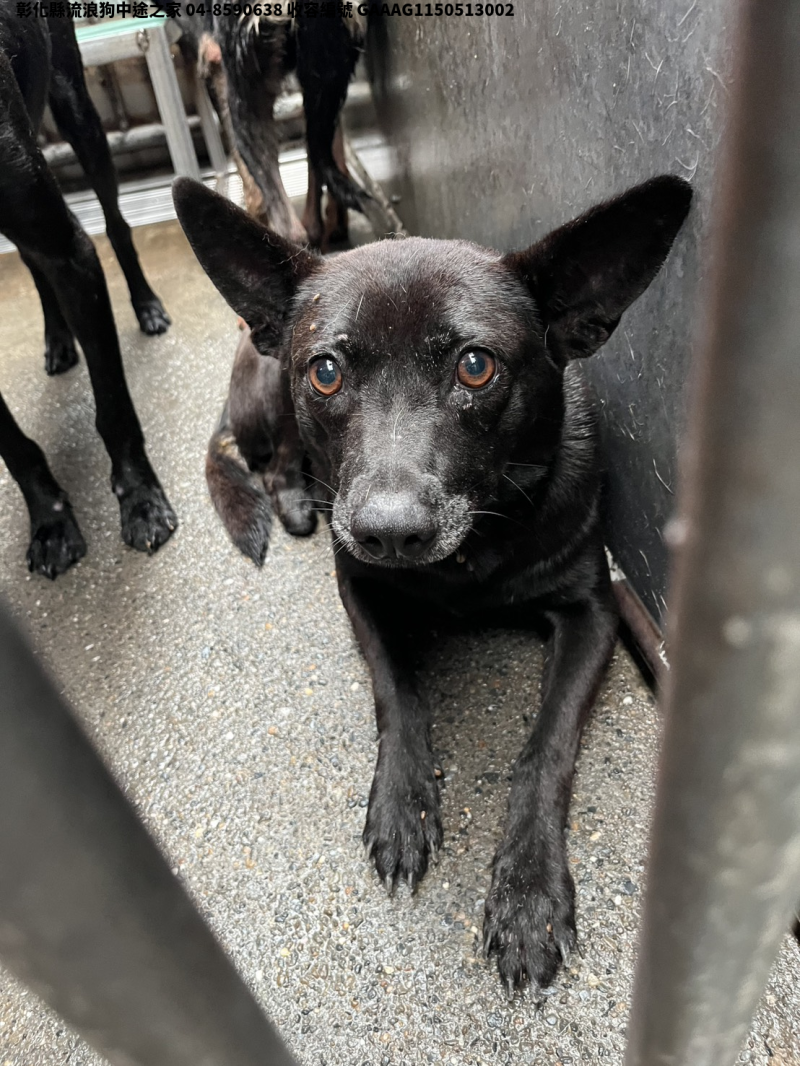 領養中型黑色母犬