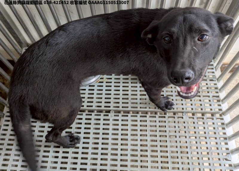 領養中型黑色公犬