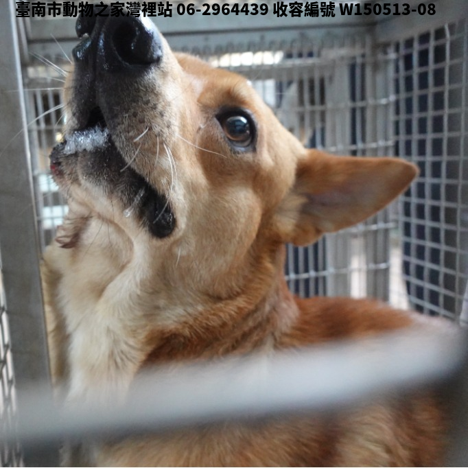 領養中型黃色公犬