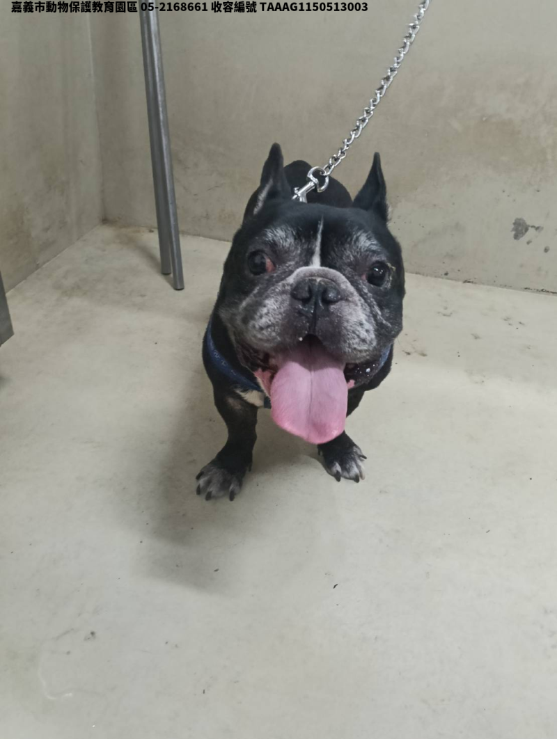 領養小型黑白色公犬