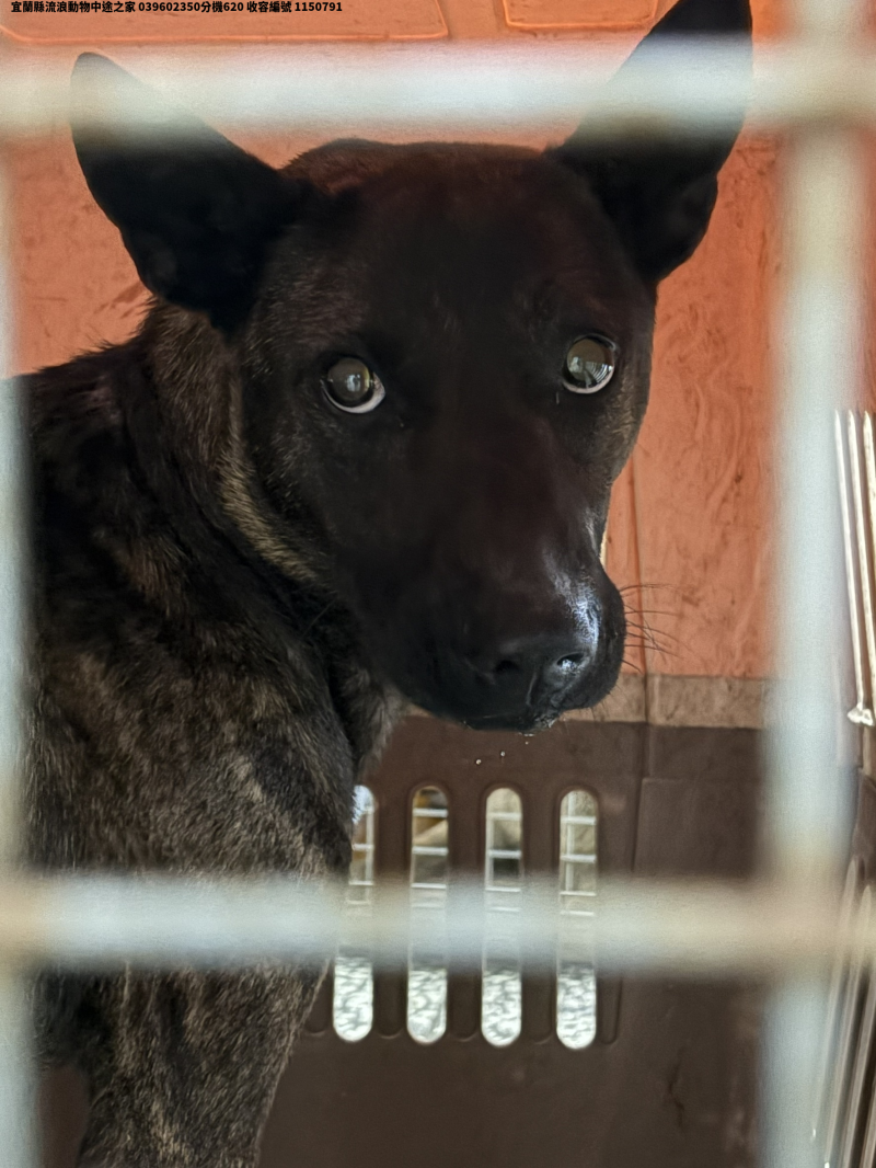 領養大型虎斑色公犬