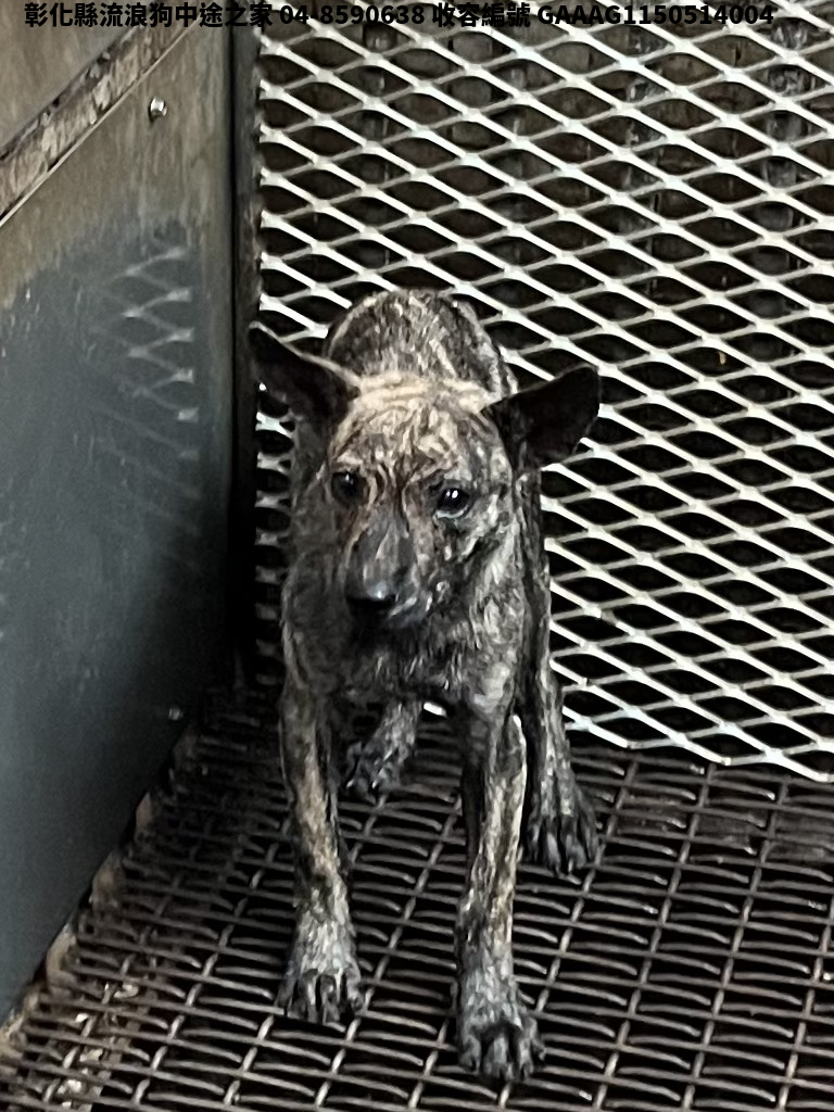 領養小型虎斑色公犬