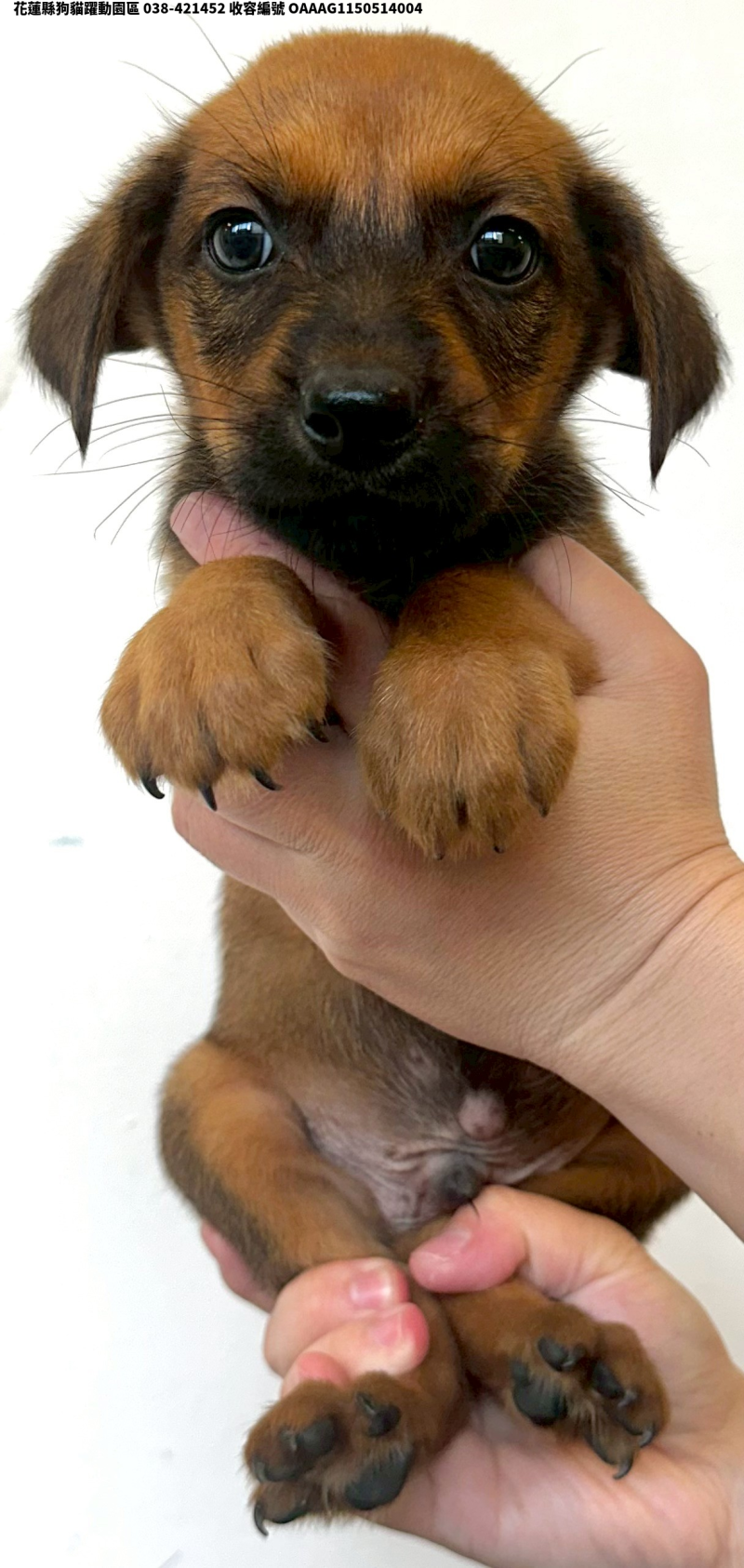 領養中型棕色公犬