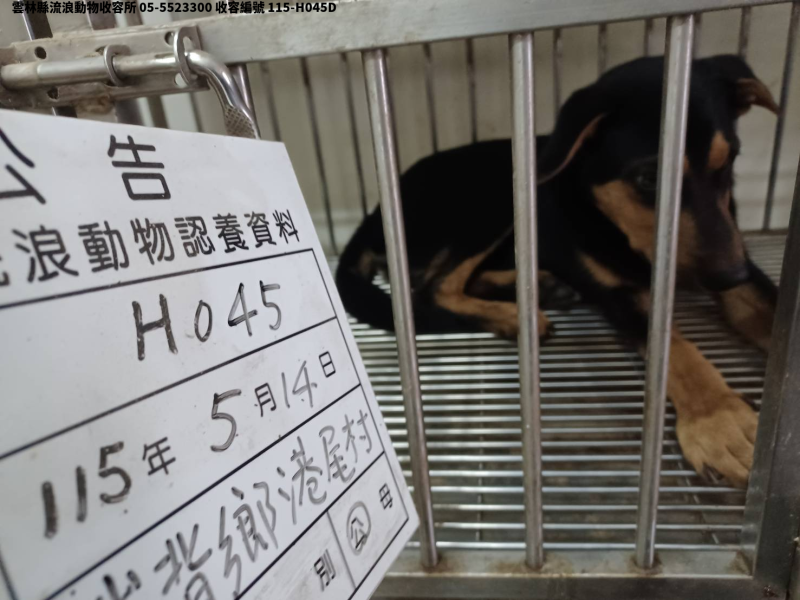 領養中型黑黃色公犬
