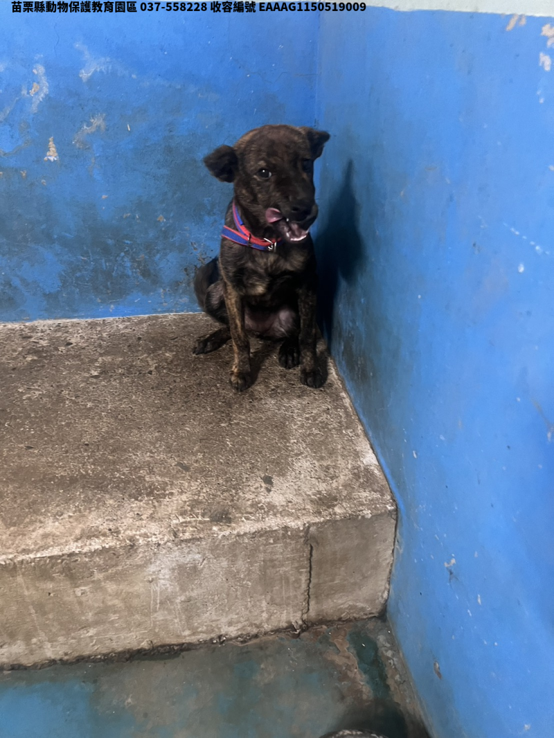 領養中型虎斑色母犬