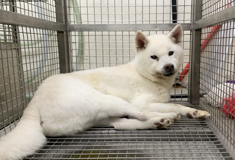 領養中型白色公犬