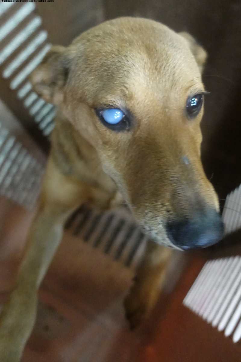 領養大型黃色公犬
