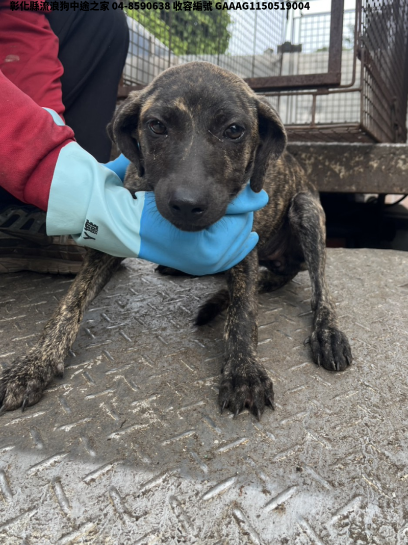 領養小型虎斑色母犬