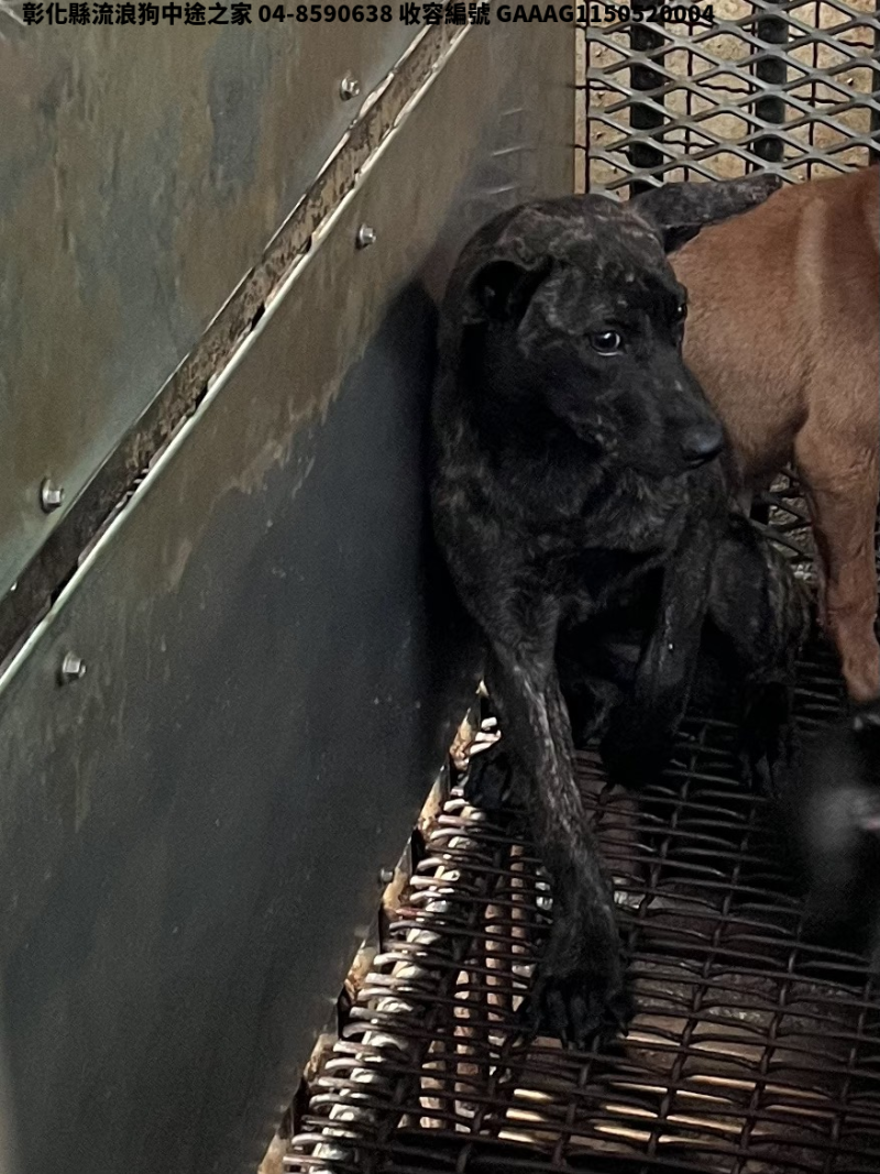 領養小型黑虎斑色母犬