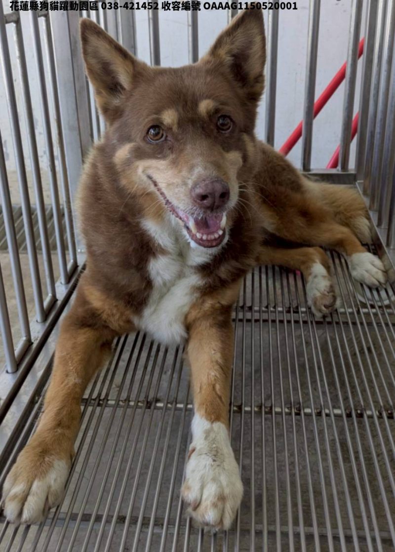 領養中型咖啡棕色母犬